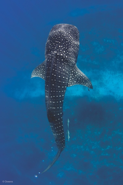 Belize Whale Shark.Tim Calver