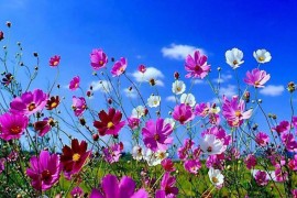 primavera